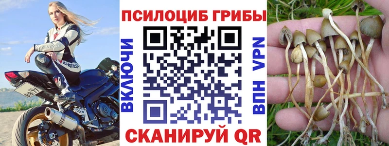 Псилоцибиновые грибы Psilocybe  Купить  Тюкалинск 